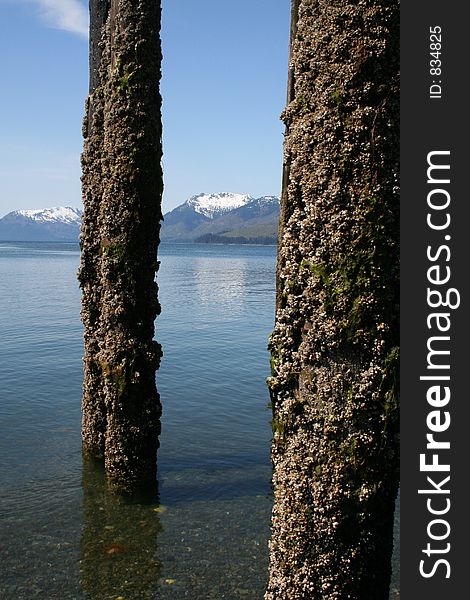 Barnacle Encrusted Pilings