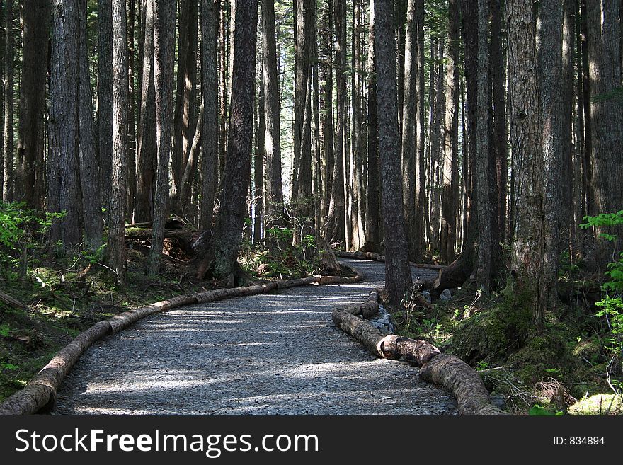 Woodland Path