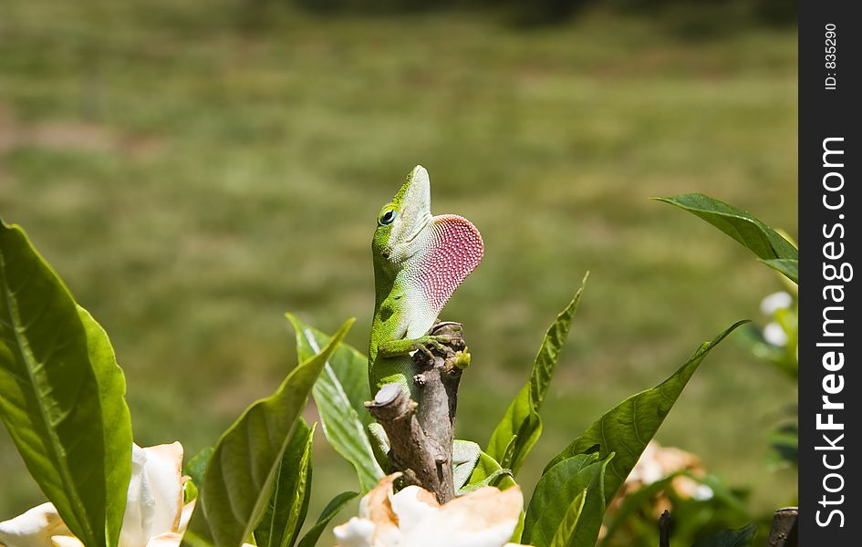 Green Anole with Pink Dewlap Extended. Green Anole with Pink Dewlap Extended