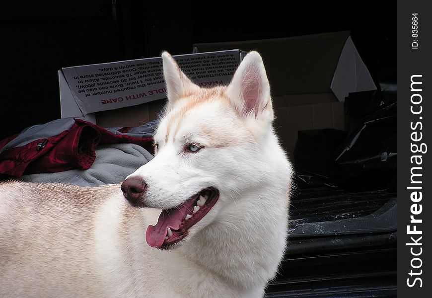 A husky dog at the entrance to 'his van'.