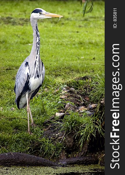 Grey Heron beside a river