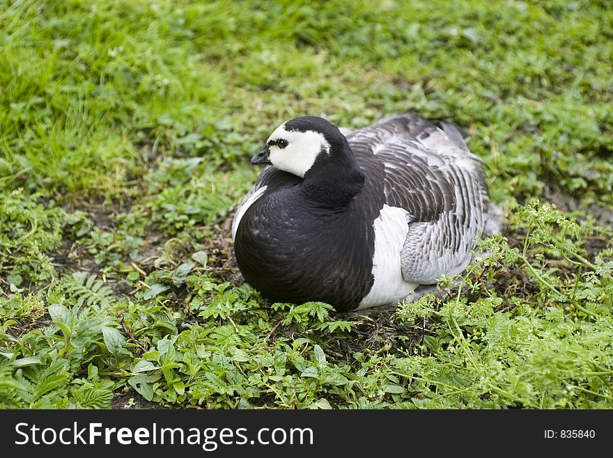 Barnacle Goose On Nest