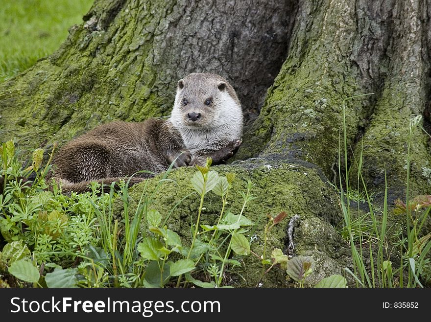 European Otter laying at base of a tree