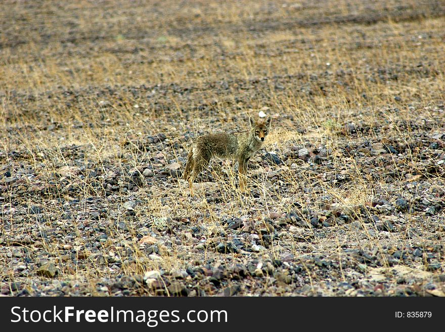 Coyote In Death Valley