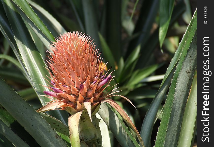 Pineapple Flower taken in the Eden Project