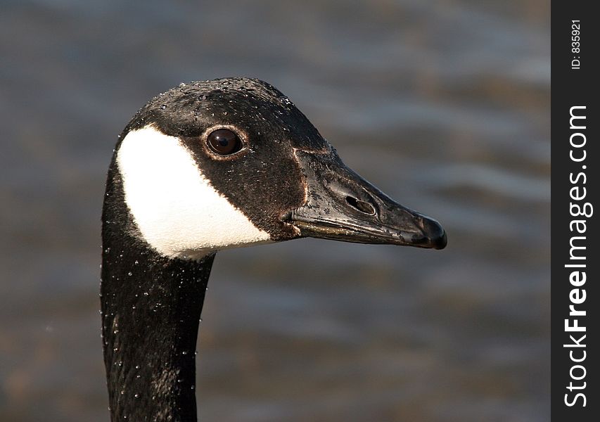 The head of a Canada Goose, close up view with water droplets on feathers. The head of a Canada Goose, close up view with water droplets on feathers