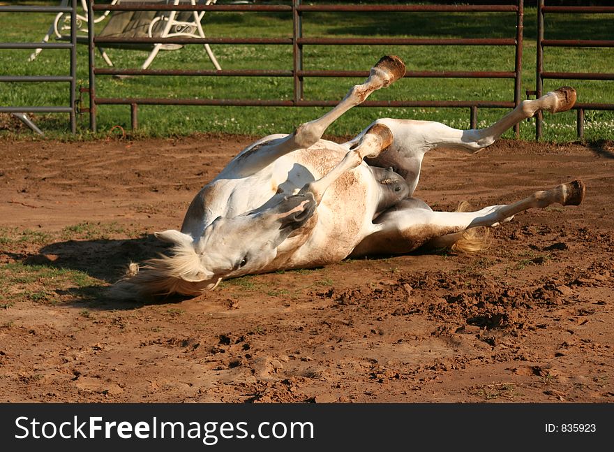 Grey Arabian mare rolling after  being turned out. Grey Arabian mare rolling after  being turned out.