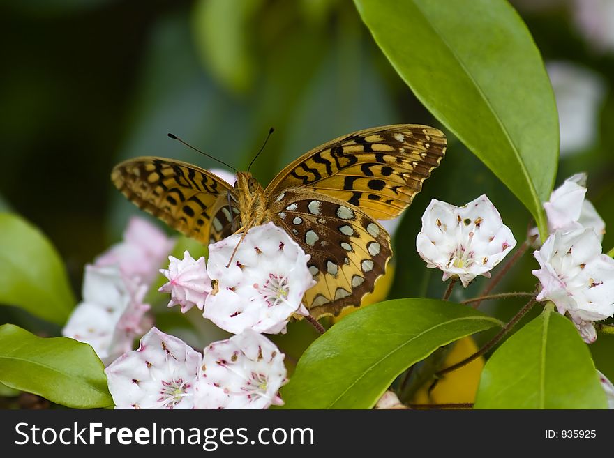 Great Spangled Fritillary Butterfly on Mountain Laurel