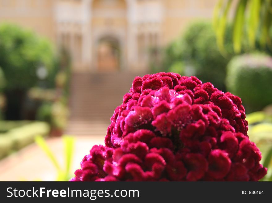 Red flower with the main entrance of Samode Palace in the backdrop. Rajhastan, India. Red flower with the main entrance of Samode Palace in the backdrop. Rajhastan, India.