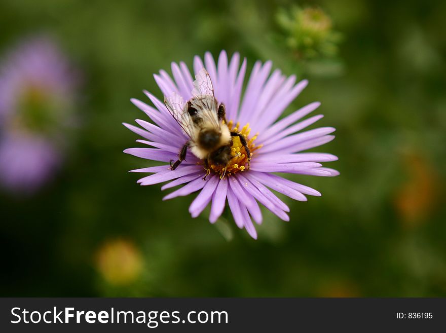 Macro shot of a bee poised on a flower. Macro shot of a bee poised on a flower