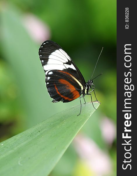 Butterfly standing on leaf