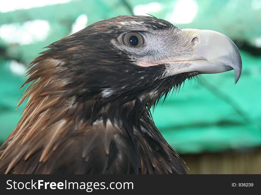 This is the head of a majestic Wedgetail Eagle. These very large raptors reach a length which varies between 0.9 and 1.1 metres and a wingspan from 1.8 to 2.5 metres. Location: Tasmania, Australia.