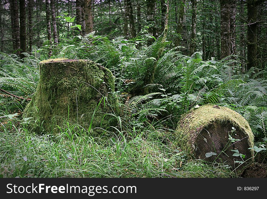 Old Mossy tree stumps. Old Mossy tree stumps
