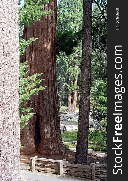 High in the mountains at the Sequoia National Forest in Three Rivers, California. High in the mountains at the Sequoia National Forest in Three Rivers, California