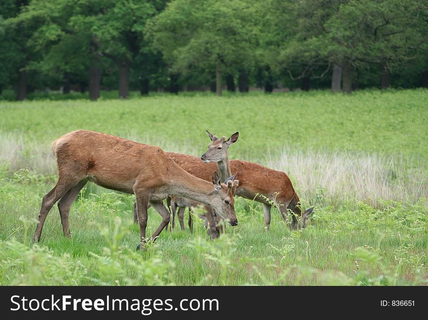 Deer in an English Country Park