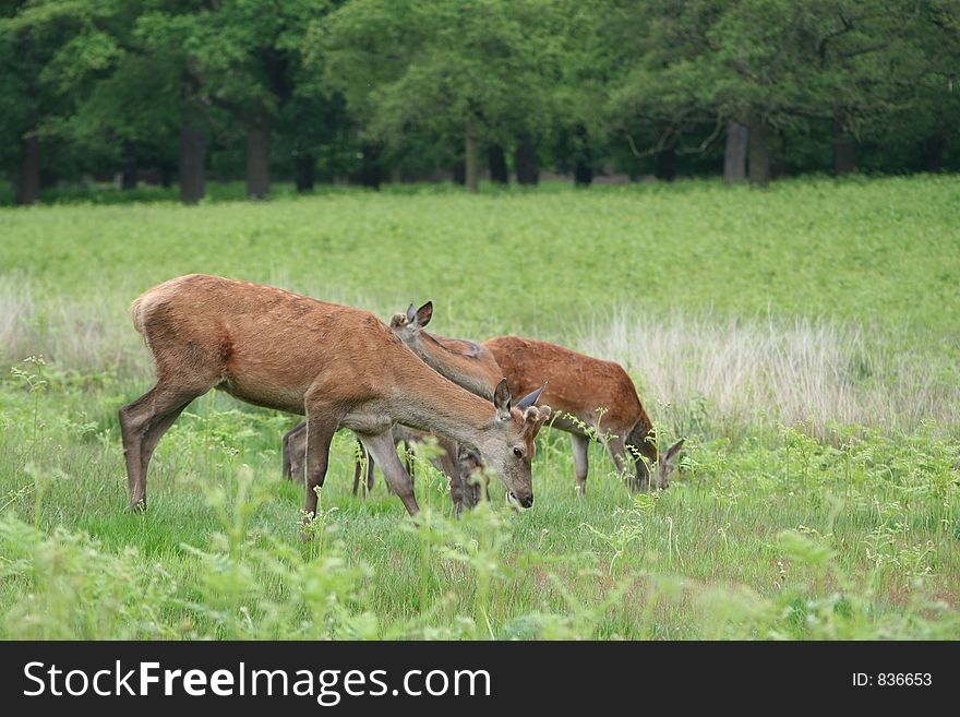 Deer in an English Country Park