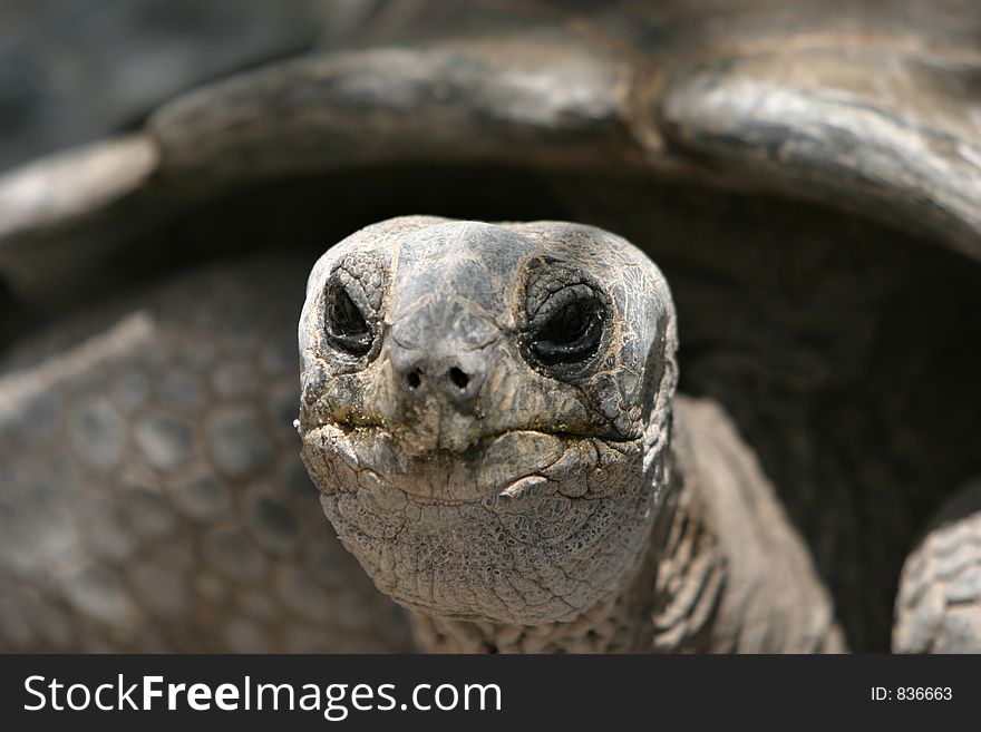 Turtle portrait