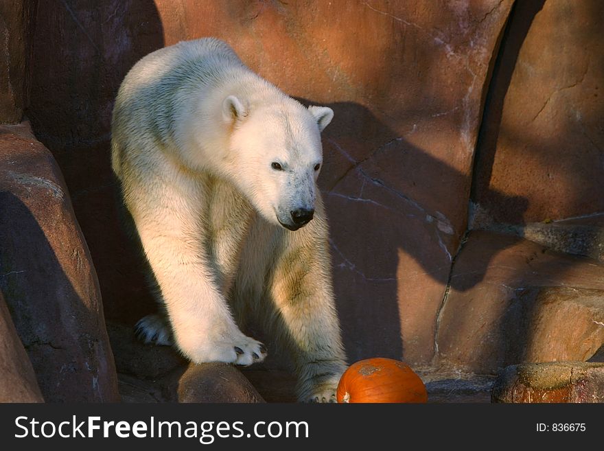 Polar bear in zoo