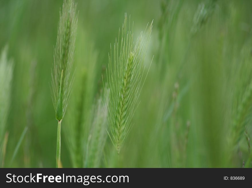 Close up of barley in a field