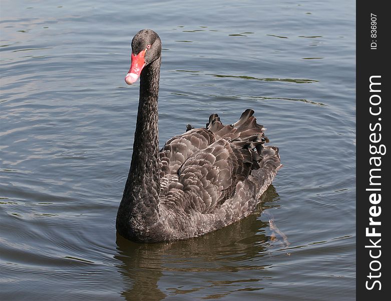 Black swan approaching in water. Black swan approaching in water
