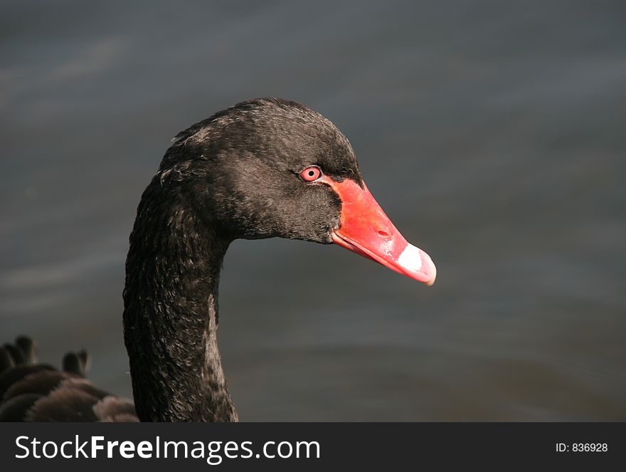 Black swans head in profile, close up with a red eye and red beak. Black swans head in profile, close up with a red eye and red beak