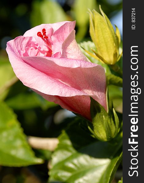 Closeup of a Hibiscus bud in the early morning