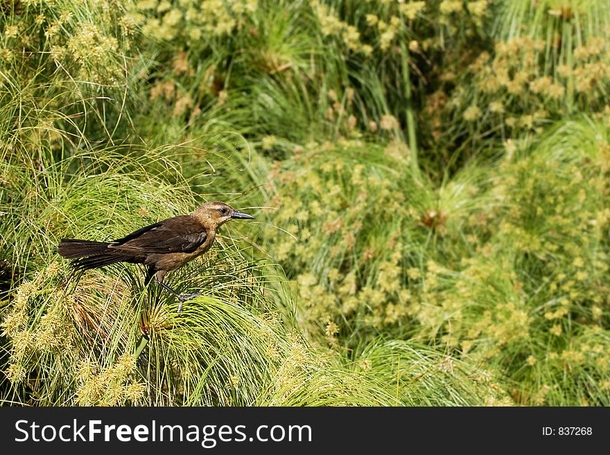 Juvenile Grackle