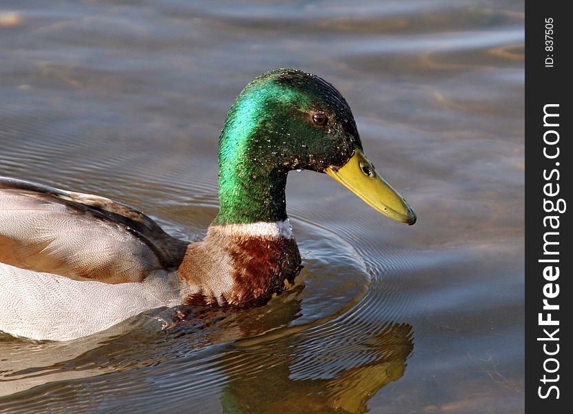 Male Mallard duck's head