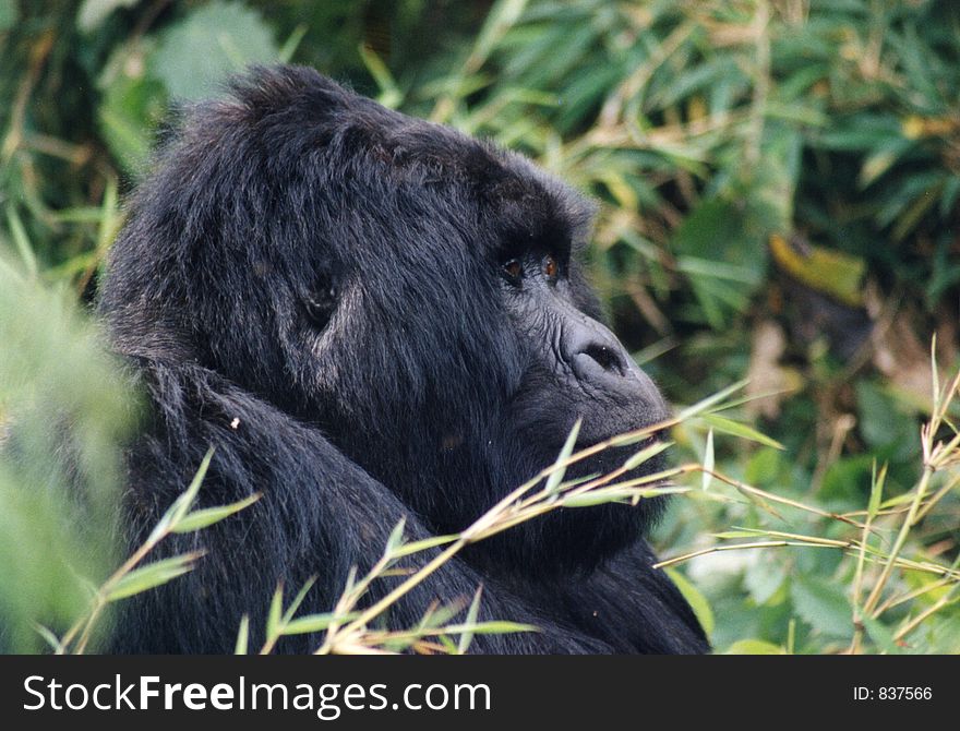 Mountain gorilla. Mountain gorilla