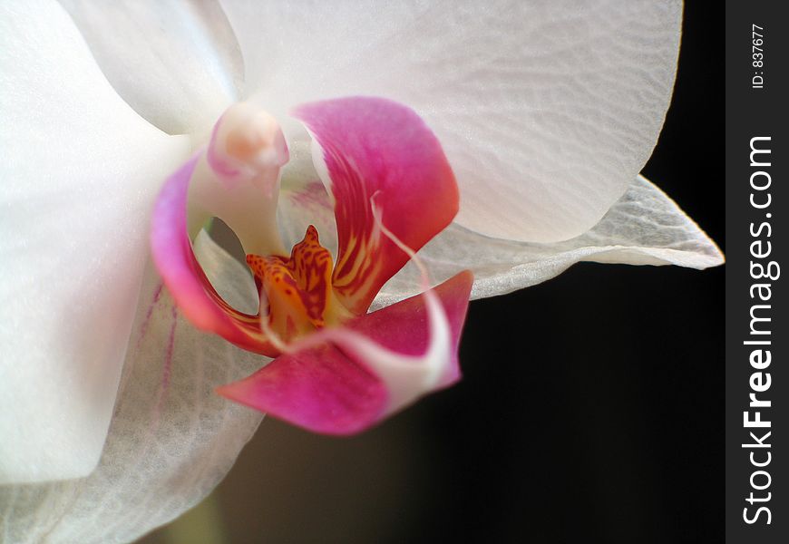 Pink And White Orchid Closeup With Copy Space