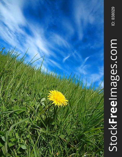 Yellow flower in green field. Yellow flower in green field.