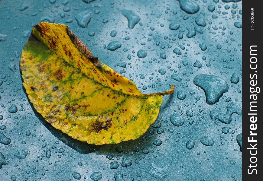 Yellow leaf over wet metal