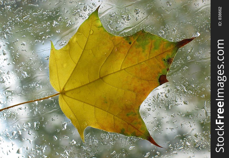 Autumn leaf over wet glass