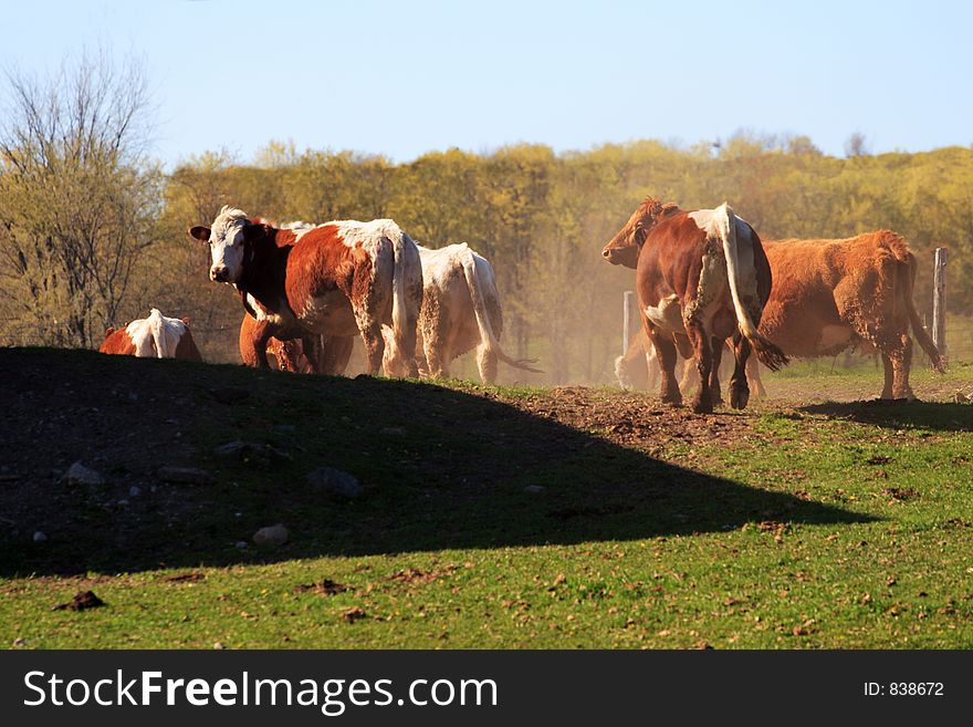 Farm cows.