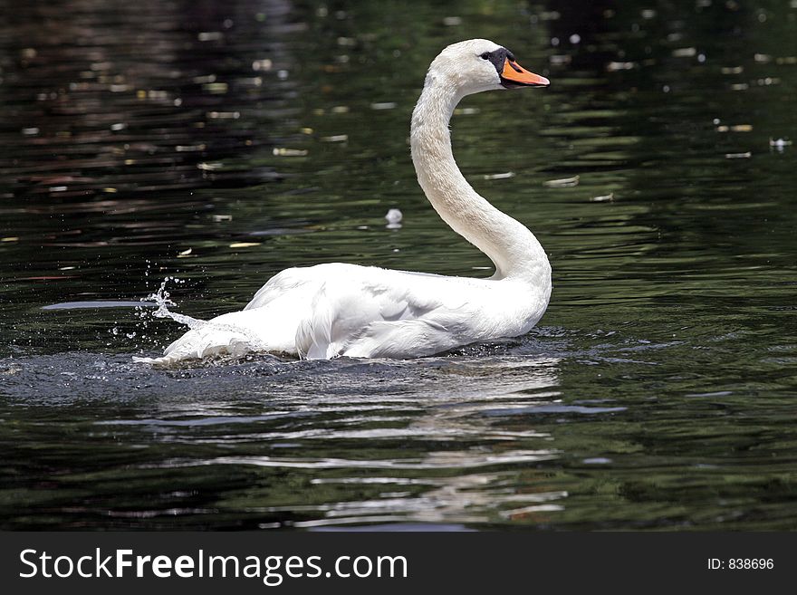 White swan bathing