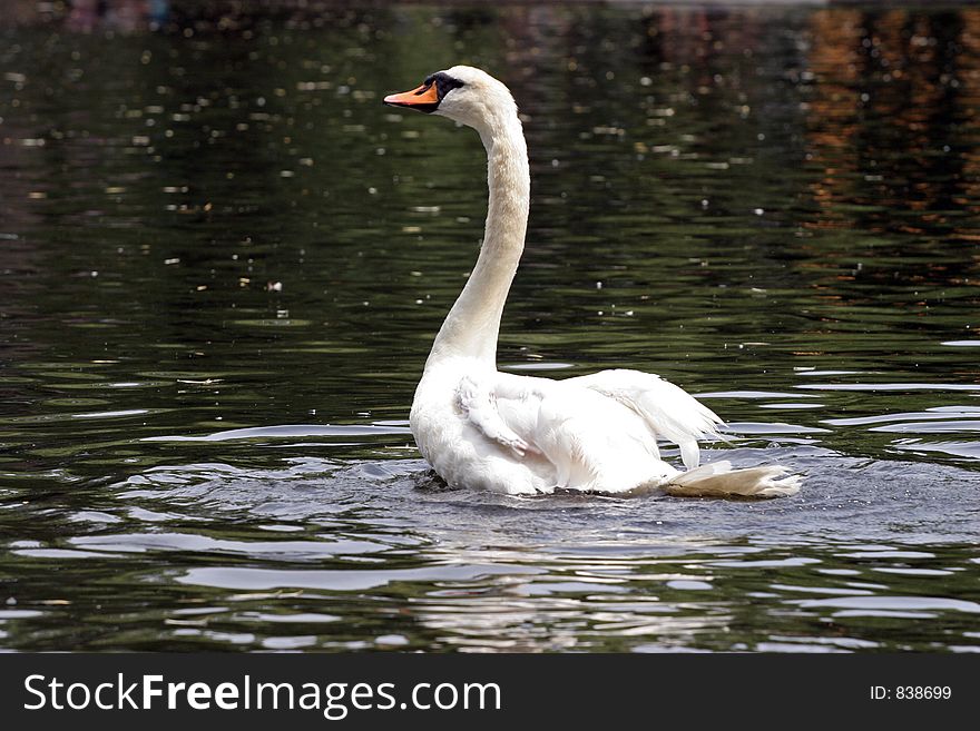 Bathing White Swan