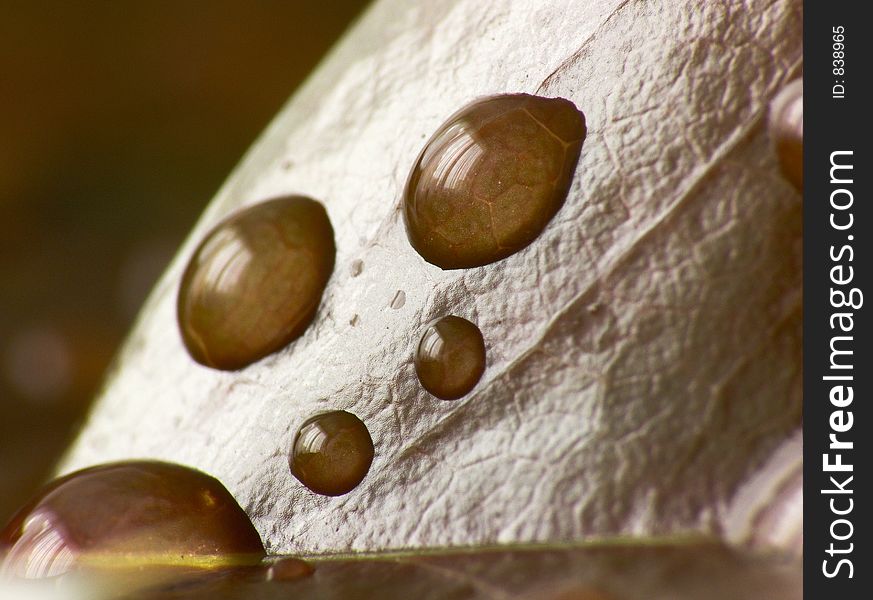 Raindrops on a leaf