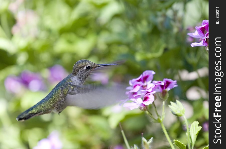 Hummingbird flying to a flower. Hummingbird flying to a flower.