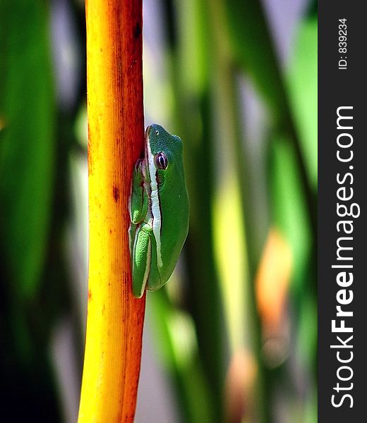 Green treefrog on reed
