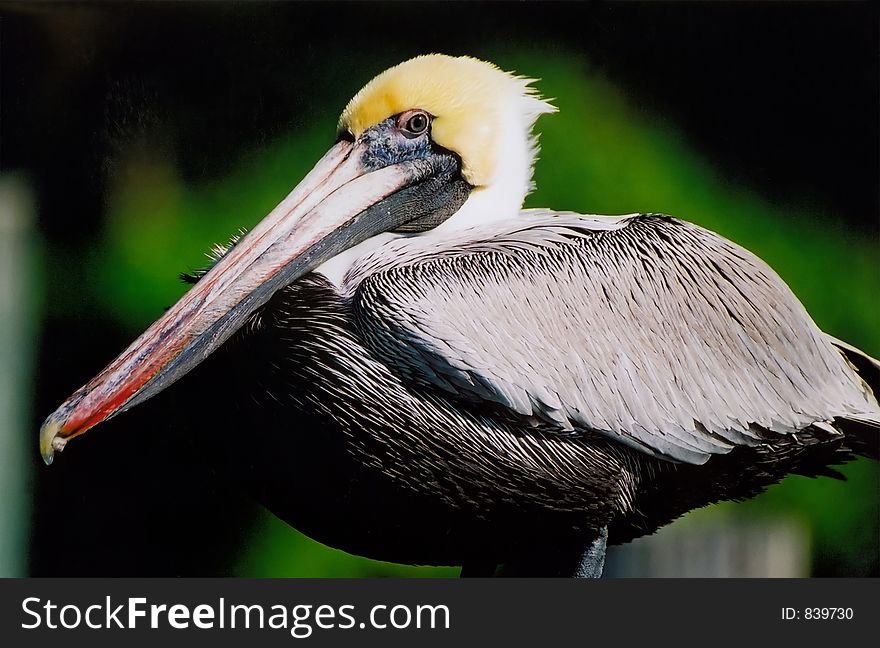 Beedy eyed stare of a Pelican, in Florida.