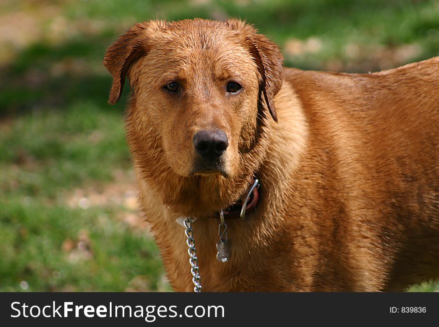 Sophie, golden/lab mix, plays in the water. Sophie, golden/lab mix, plays in the water