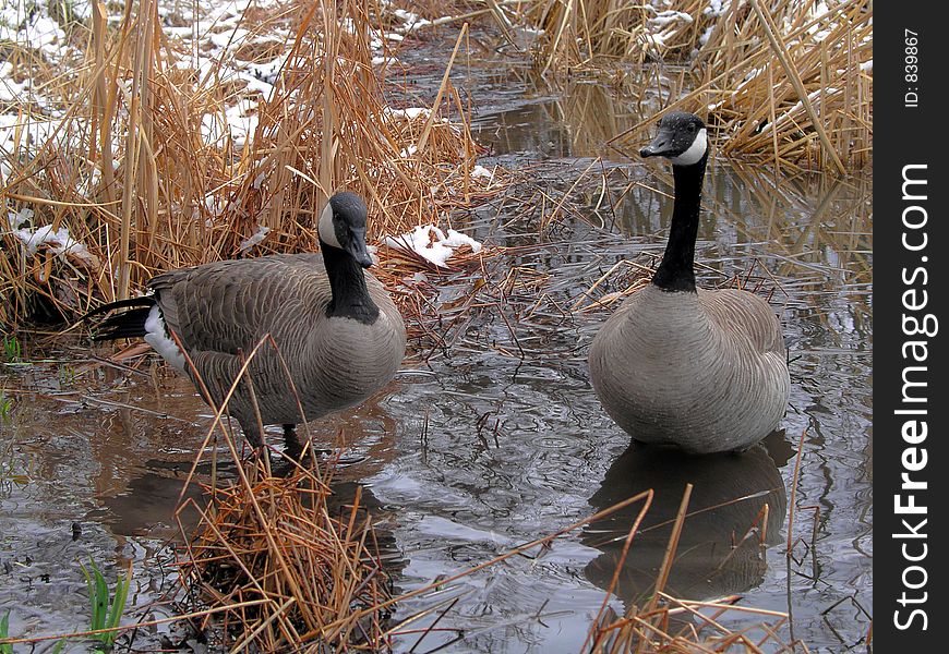 canadian geese in a pond. canadian geese in a pond