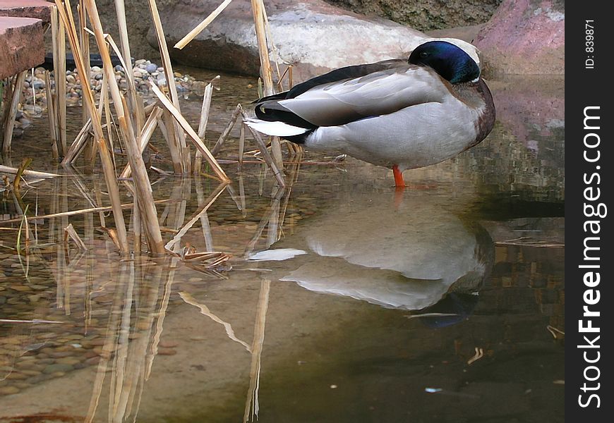 mallard taking a rest. mallard taking a rest