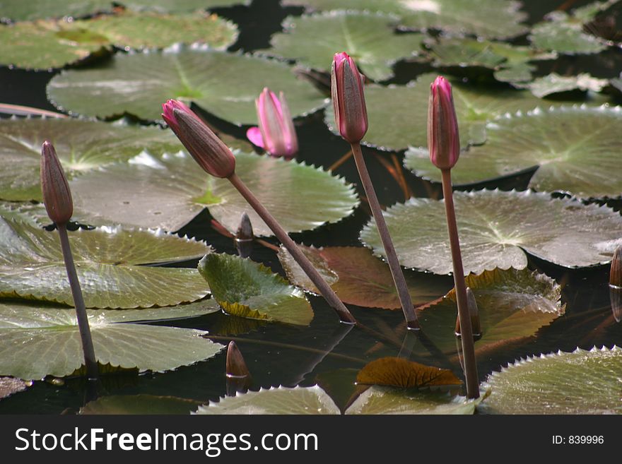 Lillies in pond at temple, Hanoi.