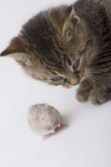 Small Cat And Mouse Stock Photo Small Cat And Mouse Stock Photo
