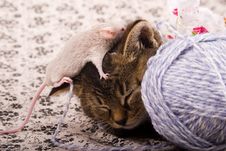 Small Cat And Mouse Royalty Free Stock Image Small Cat And Mouse Royalty Free Stock Image