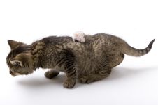 Small Cat And Mouse Stock Image