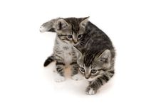 Two Cute Cats Royalty Free Stock Photos