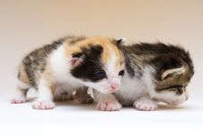 Small Cats Stock Photography