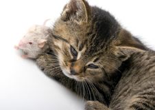 Cat And Mouse Royalty Free Stock Photos